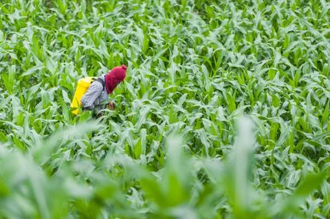 Corn field farmer Stock Photos