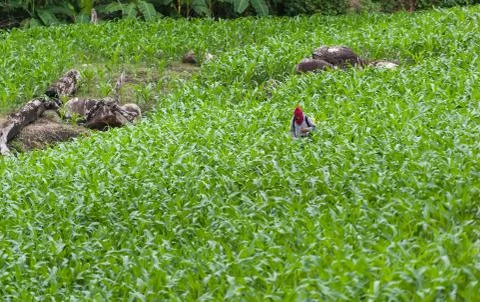 Corn field farmer Stock Photos