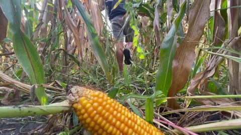 Corn field farmer walking Stock Footage 252354762
