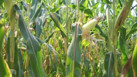 Corn Field Farming 動画素材 8657076