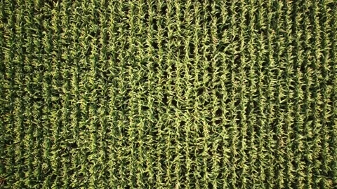 Corn Field filmed from above Stock Footage 161152564