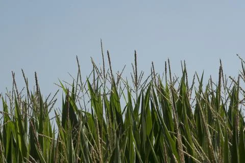 Corn field with flowering corn Foto stock