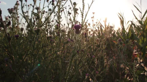 Corn field [flowers _1] Stock Footage 27080602