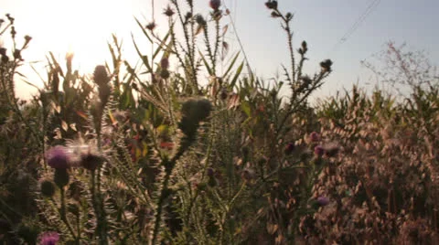 Corn field [flowers] Stock-Footage 27075790