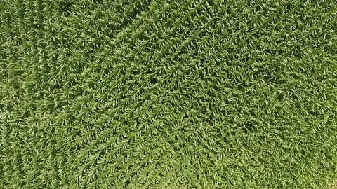 Corn field fly by at 30 ft. Video stock 113880698