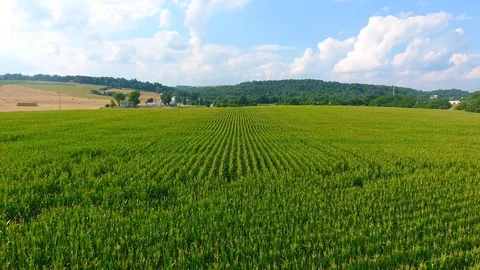 Corn Field Fly and Ascend Video stock 93571912