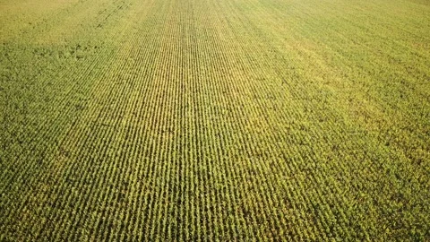 Corn field fly by high altitude Stock Footage 161152181