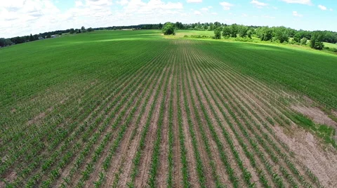 Corn Field Fly Over Video stock 57751556