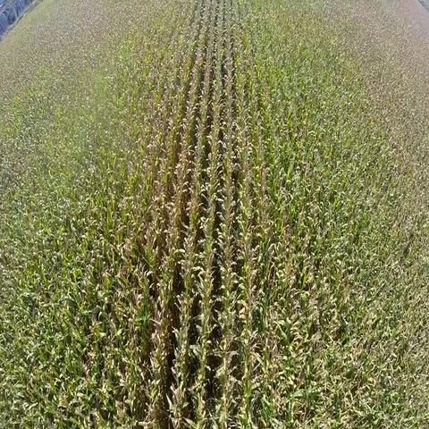 Corn Field Fly over Stockbeeldmateriaal 69735222