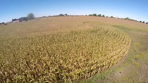 Corn Field Fly over Stock Footage 69735441