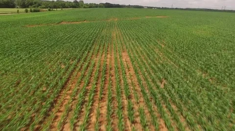 Corn field flyover Stock Footage 66839381