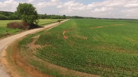 Corn field flyover  Stock Footage 66840041
