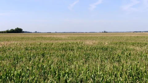 Corn Field Flyover 動画素材 289783599