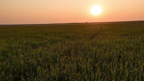 Corn Field Flyover at Sunset Stock Footage 198624207