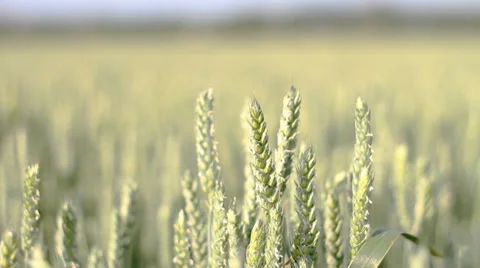 Corn Field Focus Pull Stock Footage 37911675