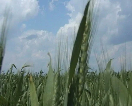 Corn Field Stock Footage 154420