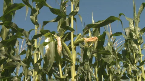 Corn Field Video stock 304853