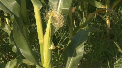 Corn Field Stock Footage 308295