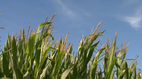 Corn Field  Stock Footage 338919