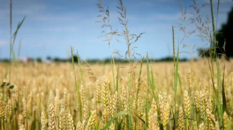 Corn field Видео 458448