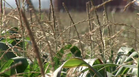 Corn Field Stock Footage 610289