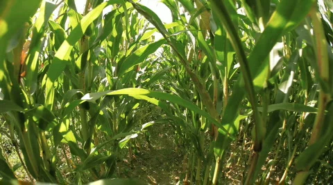 Corn field Stock Footage 874249