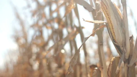 Corn field Stock Footage 1062099