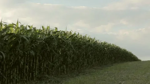 Corn field Video stock 7748000