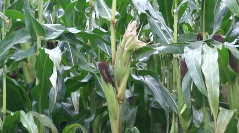 Corn field Stock Footage 8663941