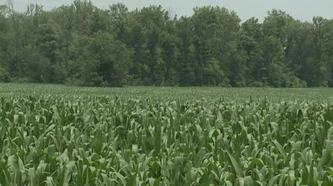 Corn Field Stock Footage 8679229