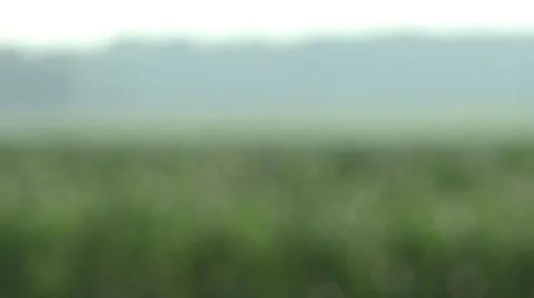 Corn Field Stock Footage 8679231