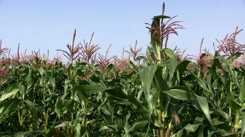 Corn field Stock Footage 11236009