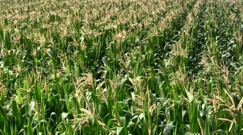 Corn field Stock Footage 11237692