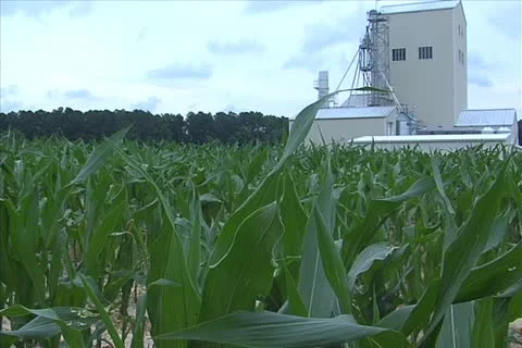 Corn Field Stock Footage 11351206