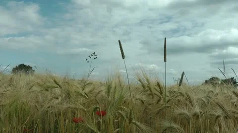 Corn field Stock Footage 11365087
