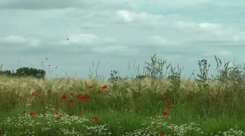 Corn field Stock Footage 11365091