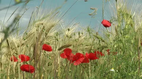 Corn field Stock Footage 11365095