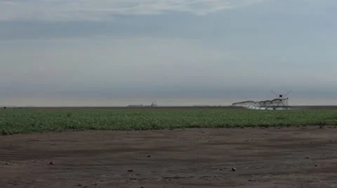Corn Field Stock Footage 11910583