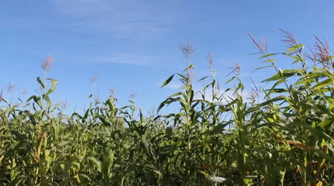 Corn field Stock Footage 26794528