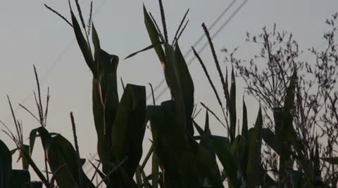 Corn field Stock Footage 26950353