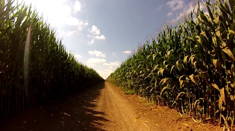 Corn field Stock Footage 29900095