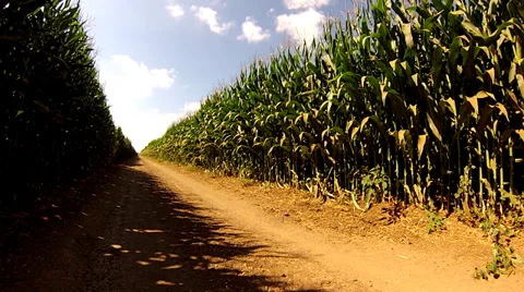 Corn field Stock Footage 29900269