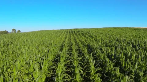 Corn field Stock Footage 32703199