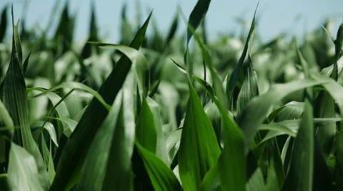 Corn field Stock Footage 35843664