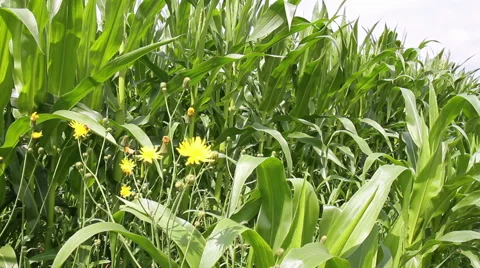 Corn field Stock Footage 40491166