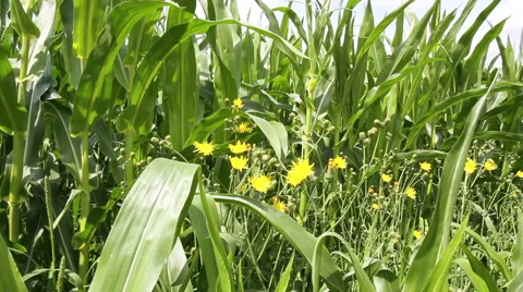 Corn field Stock Footage 40491374