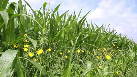 Corn field Stock Footage 40491521