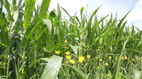 Corn field Stock Footage 40491663