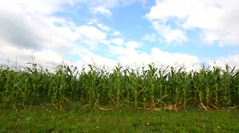 Corn field Stock Footage 40907837