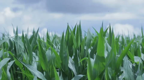 Corn field Stock Footage 41547663